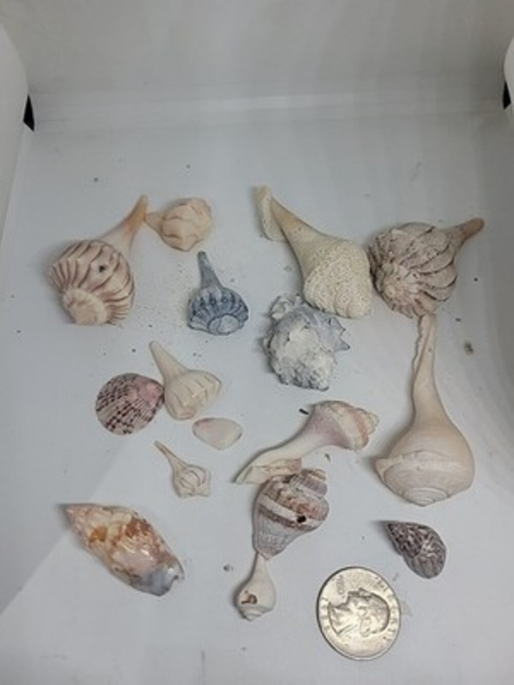 LOT Of 16 Mixed Sea Shells Conch Welk Snail Old Collection